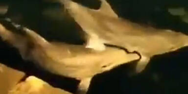 Videos zeigen: Delfine erobern den Bosporus zurück