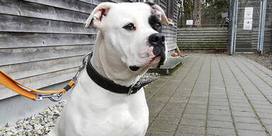 BOunty Bulldogge