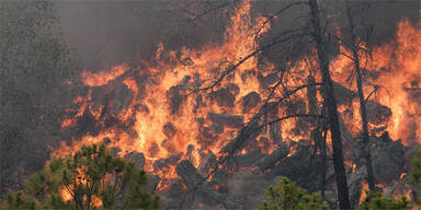Waldbr&auml;nde Texas