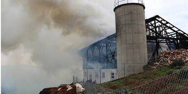 Tiere aus Flammen-Inferno gerettet