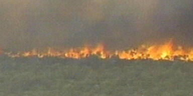 Buschbrände zerstören 40 Häuser