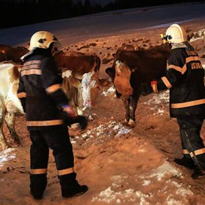 Rund 100 Feuerwehrleute waren sechs Stunden im Einsatz.