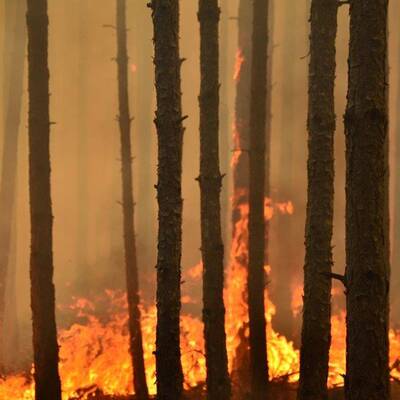Brand im Föhrenwald im Bezirk Neunkirchen