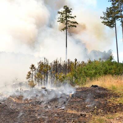 Brand im Föhrenwald im Bezirk Neunkirchen