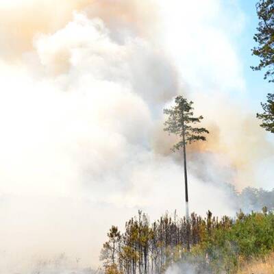 Brand im Föhrenwald im Bezirk Neunkirchen