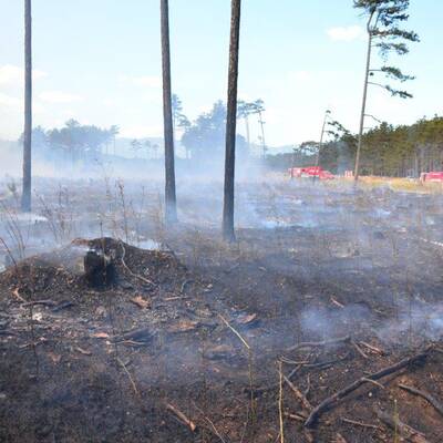 Brand im Föhrenwald im Bezirk Neunkirchen