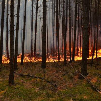 Brand im Föhrenwald im Bezirk Neunkirchen