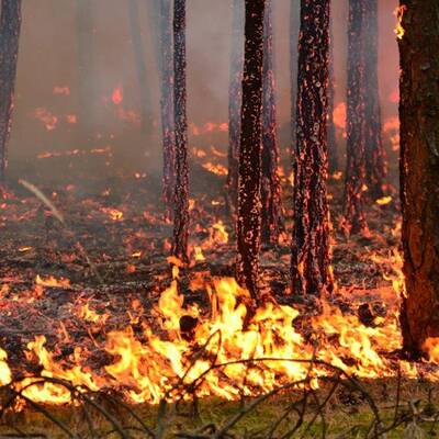 Brand im Föhrenwald im Bezirk Neunkirchen
