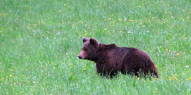 Braunbär Roznik (Archivbild, 610)