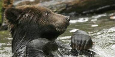 braunbaer_reuters