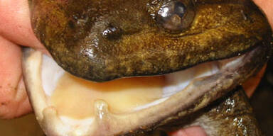 163 neue Arten am Mekong entdeckt