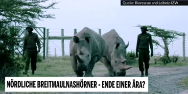 breitmaulnashorner 2.PNG