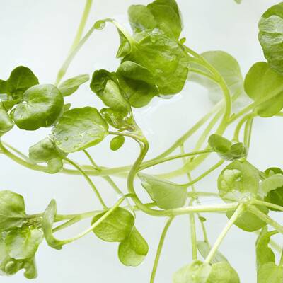 10. Markstammkohl: Kommt bei uns hauptsächlich als Tierfutter in Einsatz. In Portugal und Galizien wird eine Variante des Kohl im Nationalgericht 