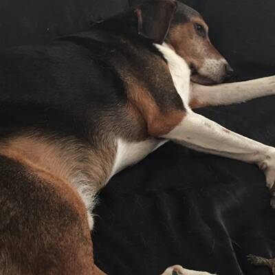 Der Mischling wurde brutal in der Wiener U-Bahn totgetrampelt.