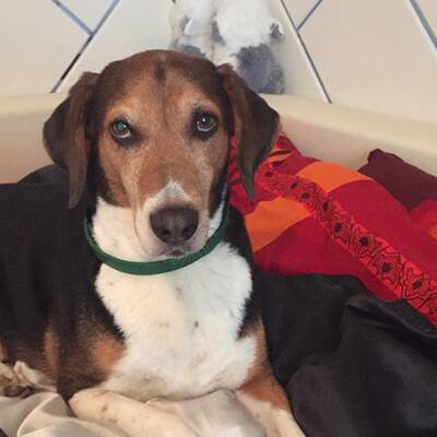 Der Mischling wurde brutal in der Wiener U-Bahn totgetrampelt.