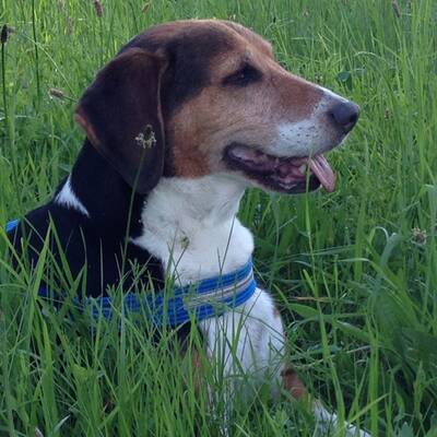 Der Mischling wurde brutal in der Wiener U-Bahn totgetrampelt.