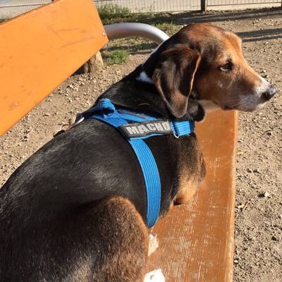 Der Mischling wurde brutal in der Wiener U-Bahn totgetrampelt.