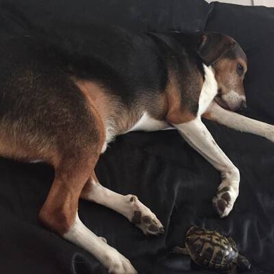 Der Mischling wurde brutal in der Wiener U-Bahn totgetrampelt.