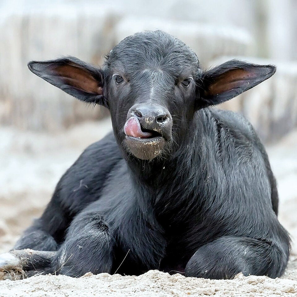 Baby-Boom in Schönbrunn