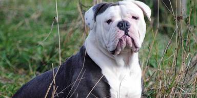 American Bulldog