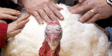 Bush begnadigt  zwei Truthähne