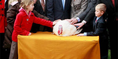 Bush begnadigt  zwei Truthähne