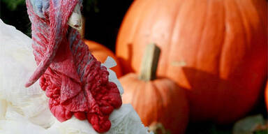 Bush begnadigt  zwei Truthähne