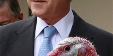 Bush begnadigt  zwei Truthähne