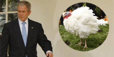 Bush begnadigt  zwei Truthähne