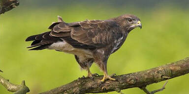 bussard