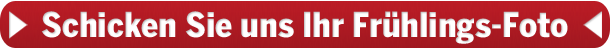 So Frühling werden unsere  Weihnachten