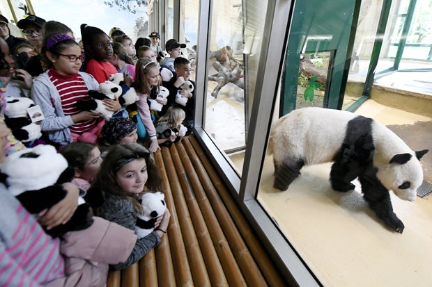 Panda-Männchen Yuan Yuan offiziell an Zoo übergeben