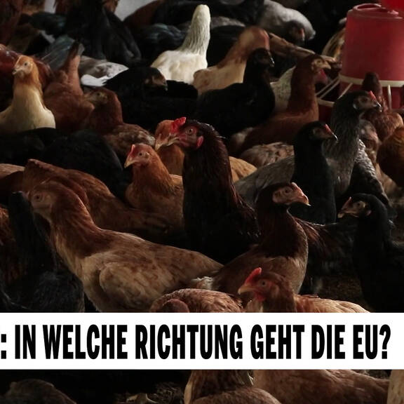 Tierschutz: In welche richtung geht die EU?