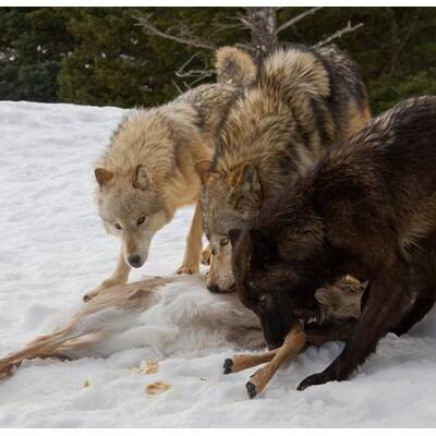 Drei Wölfe gegen einen Grizzly
