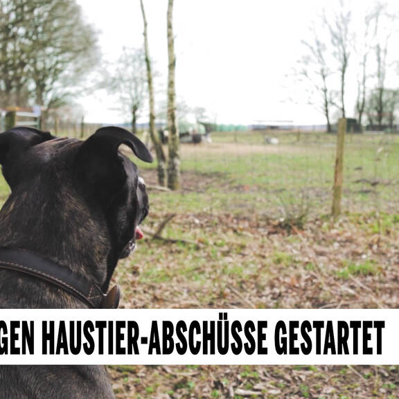 Petition gegen Haustier-Abschüsse gestartet