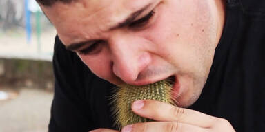 Absurde Facebook- Challenge: Kaktus essen!