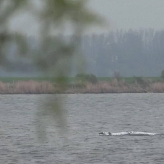 Gestrandeter Wal Timmy schwimmt weg