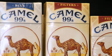 Camel