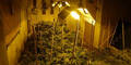 Cannabis-Plantage aufgeflogen