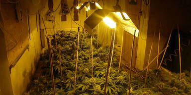 Cannabis-Plantage aufgeflogen