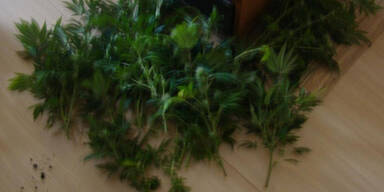 Cannabis-Plantage in Wohnung entdeckt