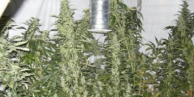 Cannabis in Wiener Wohnung entdeckt