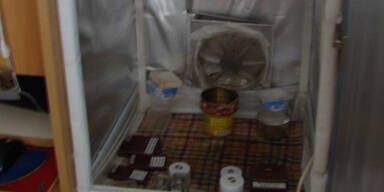 Cannabis-Plantage in Wohnung entdeckt