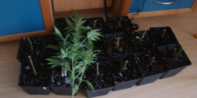 Cannabis-Plantage in Wohnung entdeckt