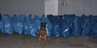 Halbe Tonne Haschisch im Camping-Bus