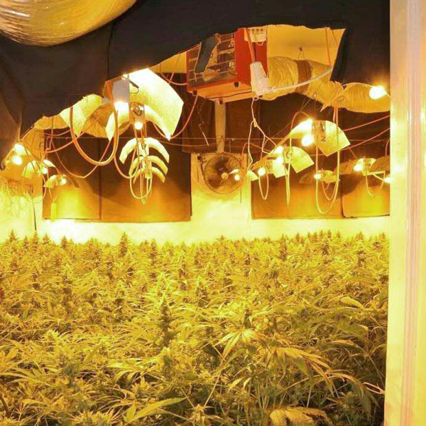 Mega-Cannabis-Anlage in Wien ausgehoben