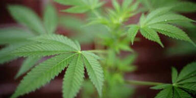 cannabis_afp