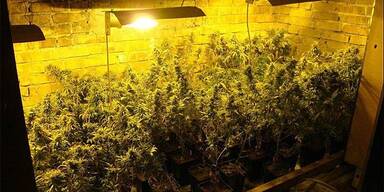 Cannabis-Plantage bei Korneuburg