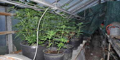 Waffen und Drogen in Gärtnerei entdeckt