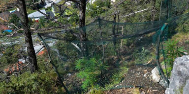 Polizei jagte Cannabis- Züchter durch Wald